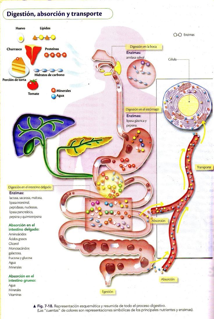 a study of leukemia in the human body The human circulatory system functions to transport blood and oxygen from the lungs to the various tissues of the body the heart pumps the blood throughout the body the lymphatic system is an extension of the human circulatory system that includes cell-mediated and antibody-mediated immune systems. a study of leukemia in the human body The human circulatory system functions to transport blood and oxygen from the lungs to the various tissues of the body the heart pumps the blood throughout the body the lymphatic system is an extension of the human circulatory system that includes cell-mediated and antibody-mediated immune systems.