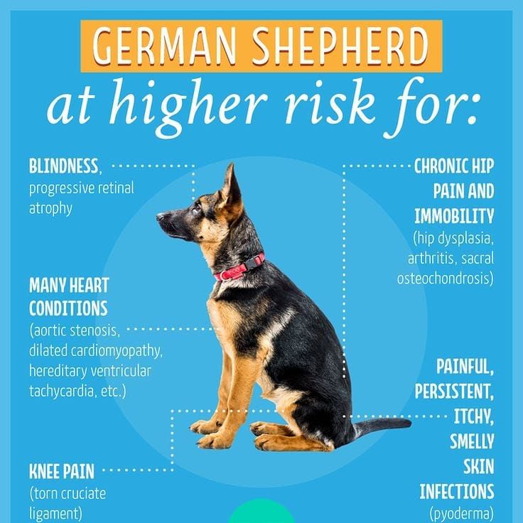 Tag A German Shepherd Owner Follow Us For More Dog Dog Puppy