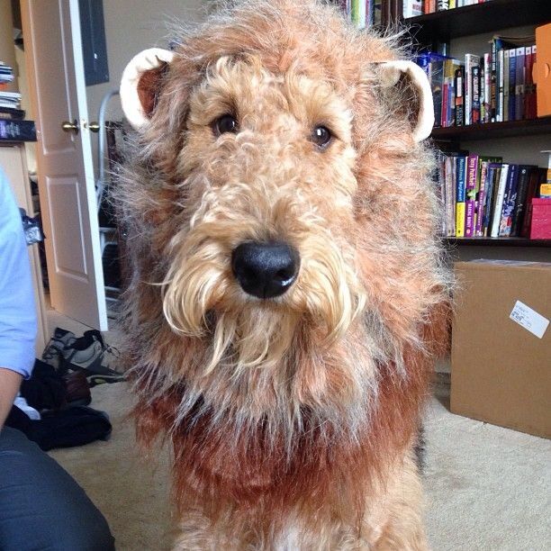 84 best Airedale terrier images on Pinterest Airedale terrier, Doggies and Welsh terrier 84 best Airedale terrier images on Pinterest Airedale terrier, Doggies and Welsh terrier