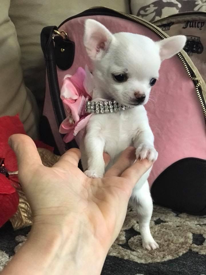 Omg Look How Little He Is So Adorable And Cute Chihuahua