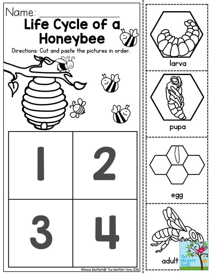 Life Cycle of a Honeybee- Preschoolers love learning about how insects