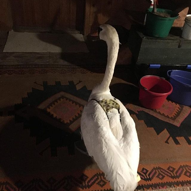 Chicken Duck Diaper with Optional D-Ring