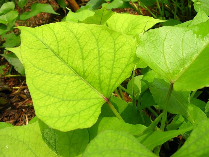 Fichier:Starr-080608-7436-Ipomoea batatas-leaves-Water plant Sand Island-Midway