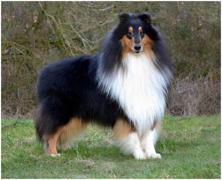 Rough Collie Facts Pictures Puppies Rescue Temperament