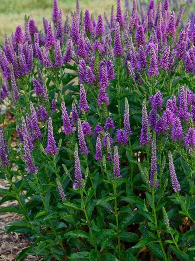 shrubs with purple flowers shrubs with purple flowers