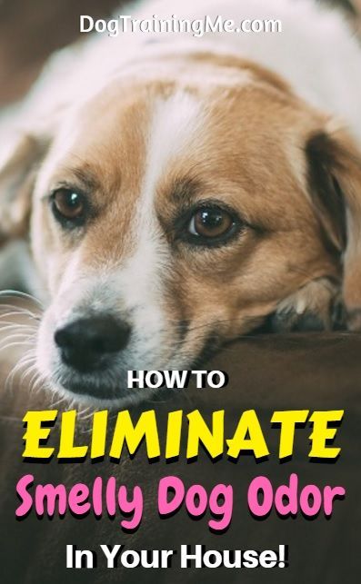 best 20+ eliminate house odors ideas on pinterest | lime essential best 20+ eliminate house odors ideas on pinterest | lime essential