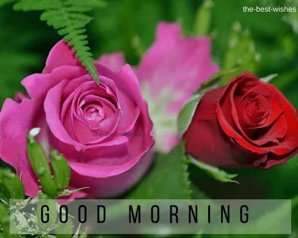 Always Pink Roses Got A Fresh Look Good Morning Flowers Good