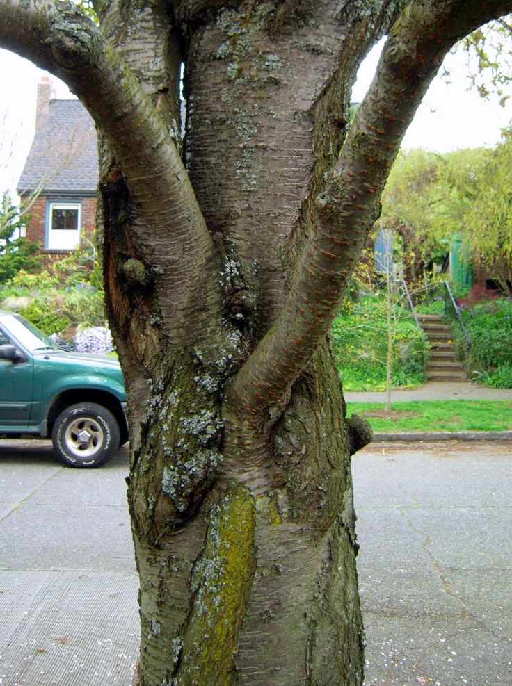 Grafted fruit trees for sale