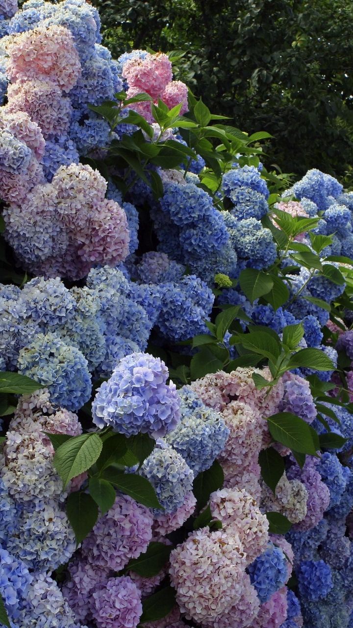 720x1280 Wallpaper Hydrangea Flower Shrub Wall Green 720x1280 Wallpaper Hydrangea Flower Shrub Wall Green