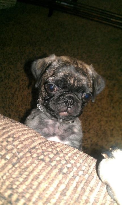 pug addiction best 25 brindle pug ideas on pugs baby pugs and pug pug addiction best 25 brindle pug ideas on pugs baby pugs and pug