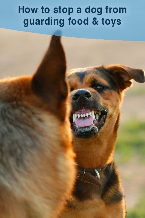 How To Break A Dog S Possessiveness Stop Dog Guarding Toys Or