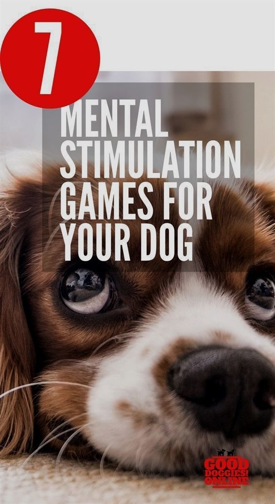 Dog Training Leave It Dog Training Usa Service Dog Training