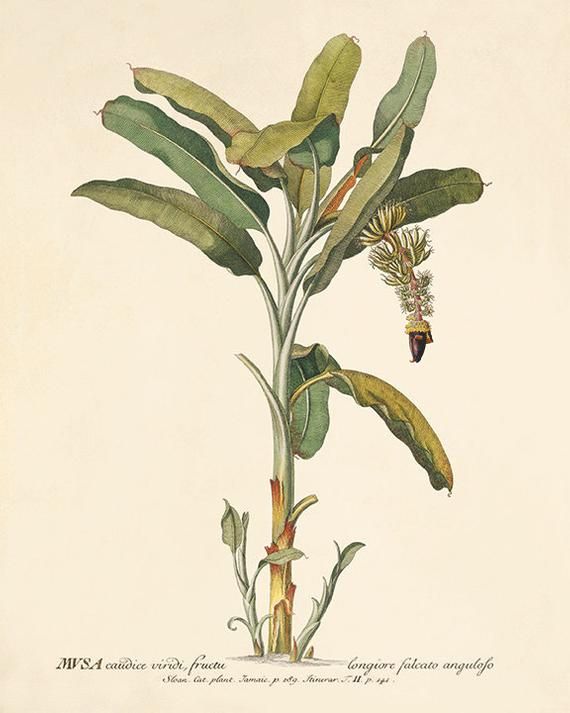 Seychelles Stilt Palm Hawaii 1896 Vintage Botanical Illustration Print Seychelles Stilt Palm Hawaii 1896 Vintage Botanical Illustration Print