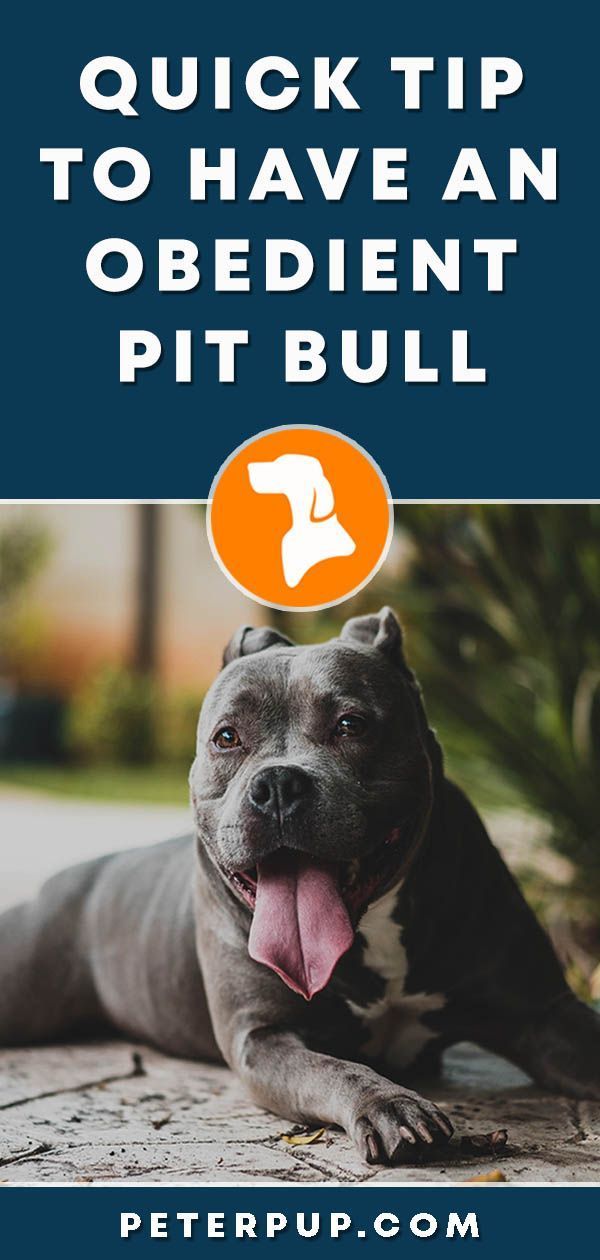 Dog Training Commands Dogtrainingcommands Pitbulls Dog