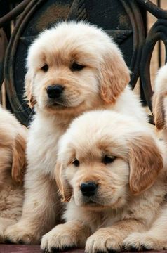 Litter Of 3 Golden Retriever Puppies For Sale In Cranston Ri Adn