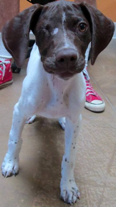 Gsp Dog Rescue California Gsp Dog Rescue California