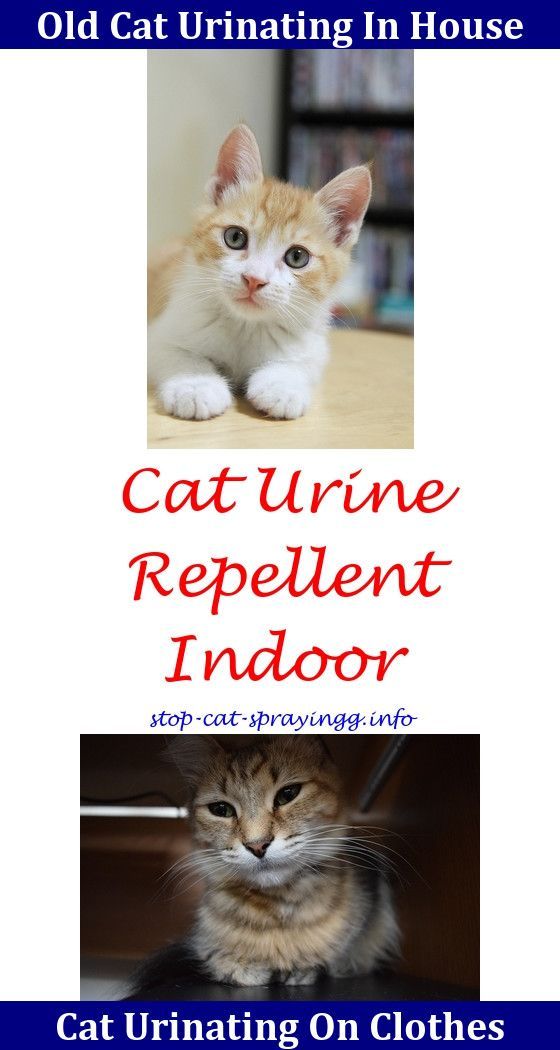 Cat Spray Cleanses Urine Odor Removal Home Remedy Cat Spray Cleanses Urine Odor Removal Home Remedy Awesome Problems