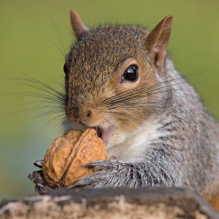 10 best nut facts images on pinterest benefits of 10 best nut facts images on pinterest benefits of