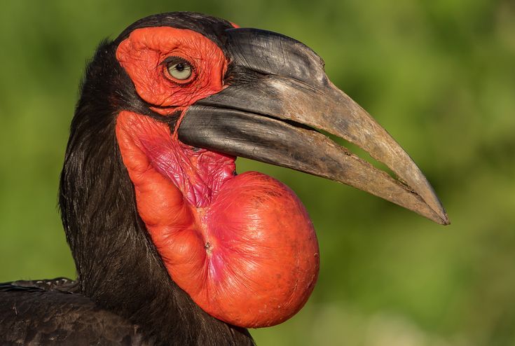 Birds of the Kruger National Park - photos of the big and small birds
