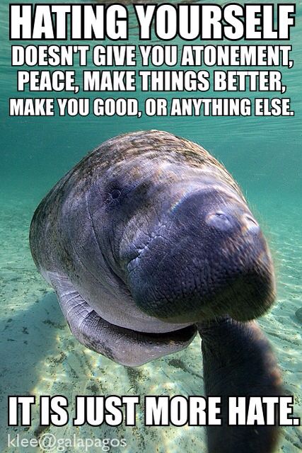 29 best motivation from manatees images on pinterest manatees cb6a48edad0d2d9529ccaacb1fdc1580 life motivation wide awake 29 best motivation from manatees images on pinterest manatees