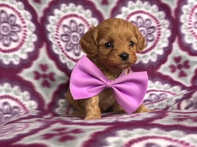 Cavapoo Puppy For Sale In East Earl Pa Adn 68094 On Puppyfinder
