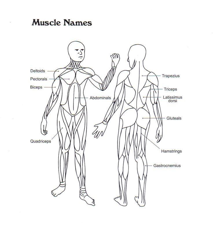 skeletal system concept map | Muscle anatomy, Anatomy coloring book