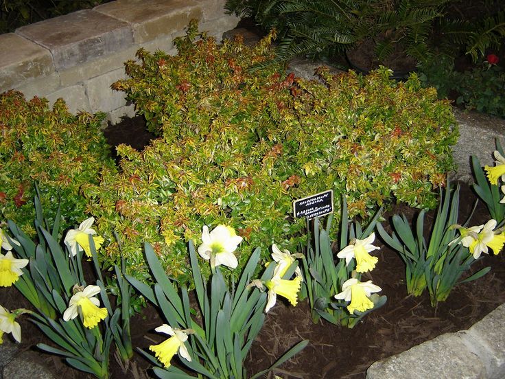 Image Result For Kaleidoscope Flower Garden Image Result For Kaleidoscope Flower Garden