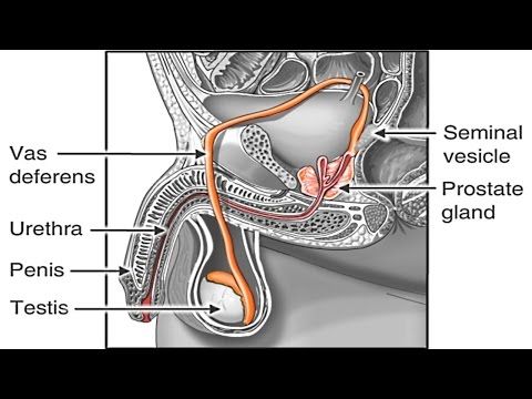 Best porno 2020 - Mens need for sperm release Real women eating pussy