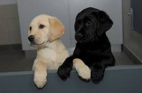 Guide Dogs For The Blind Association Leamington Spa Guide Dogs For The Blind Association Leamington Spa