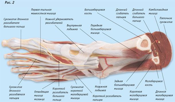 СИСТЕМА СКЕЛЕТА Human anatomy and physiology, Anatomy and physiology, Medical an
