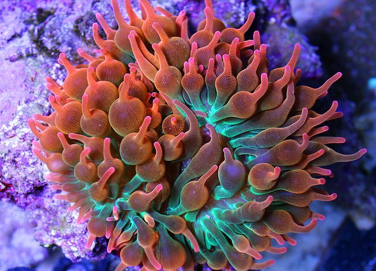 This nocturnal anemone is unusual in having stinging cells located on its column, in addition to the usual location on t… | Sea anemone, Bubble tip anemone, Anemone