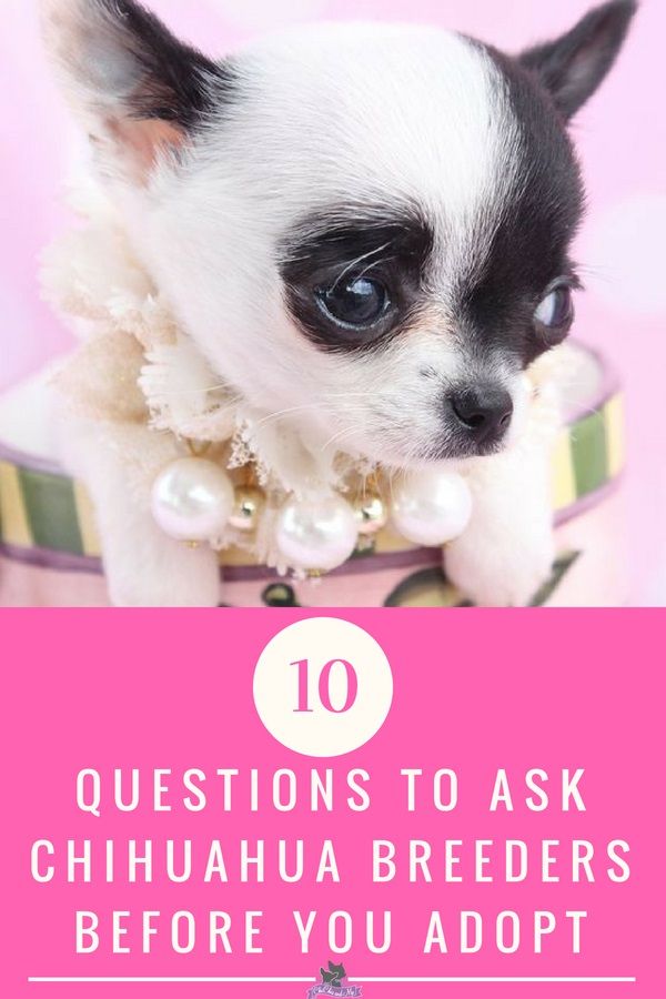 10 Qutestions To Ask Before You Adopt A Chihuahua Puppy From A