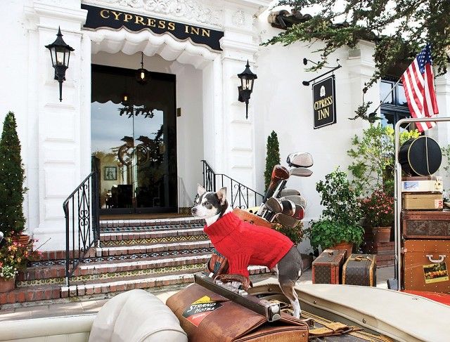 Best 25 Dog Friendly Hotels Ideas On Pinterest Pet The World S Best Dog Friendly Hotels