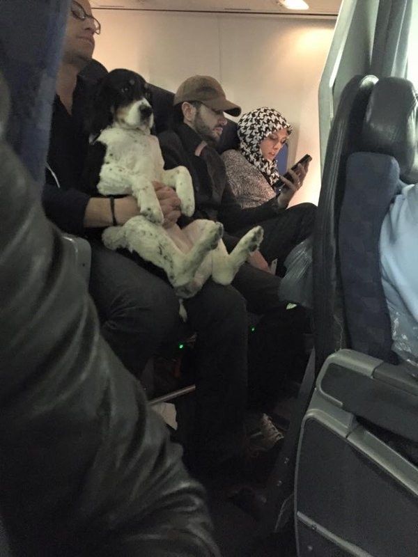 dogs on planes best 25 dogs on planes ideas on car birthday themes car themed dogs on planes best 25 dogs on planes ideas on car birthday themes car themed