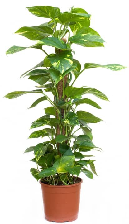 4 Powerful Air Purifying Plants to Clean the Air in Your Home – flowers 4 Powerful Air Purifying Plants to Clean the Air in Your Home – flowers