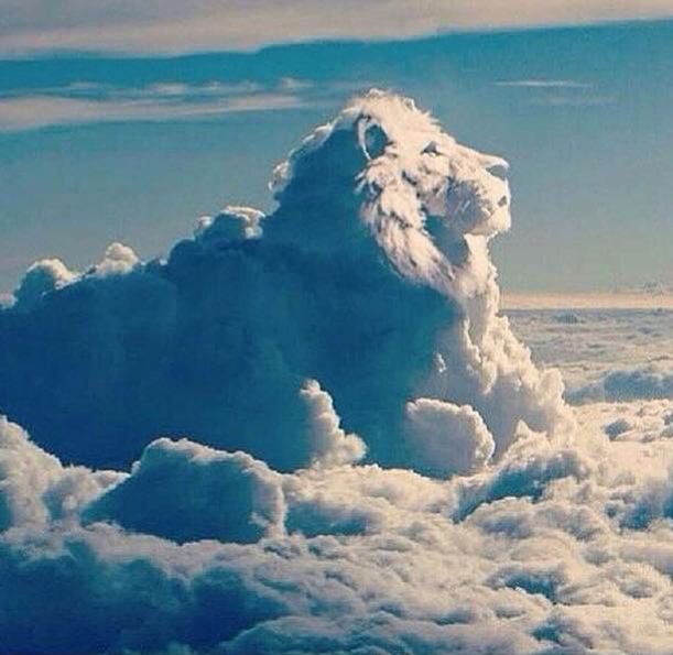 did pugs hunt lions 537 best beautiful random pictures i like did pugs hunt lions 537 best beautiful random pictures i like