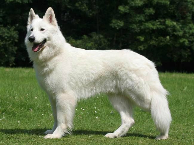 Epingle Par Kakashi King Sur Dogs Berger Blanc Berger Blanc Suisse Chien De Berger