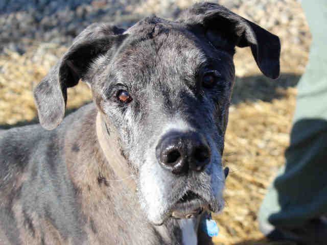 Petharbor Com Animal Shelter Adopt A Pet Dogs Cats Puppies