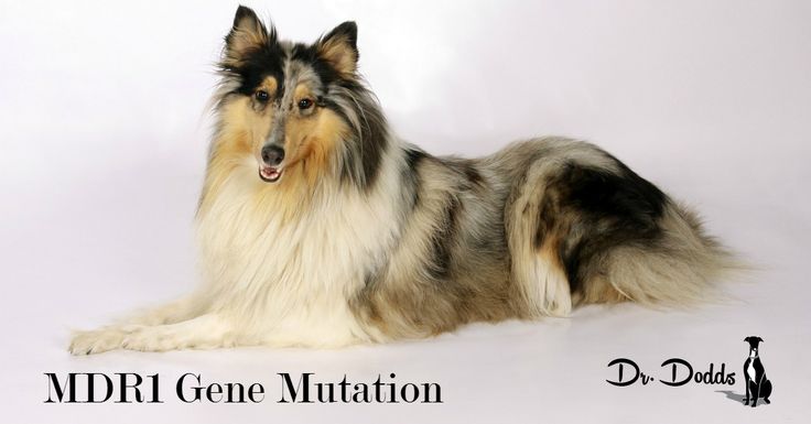 Grain Free Dog Food Urinary Incontinence Grain Free Dog Food Urinary Incontinence