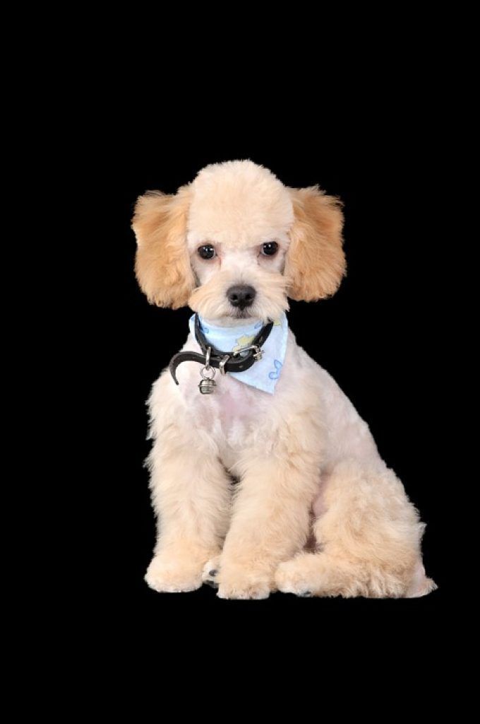 55 Poodle Mini Toy Cuanto Crecen In 2020 Dogs Dog Poodle Dogs