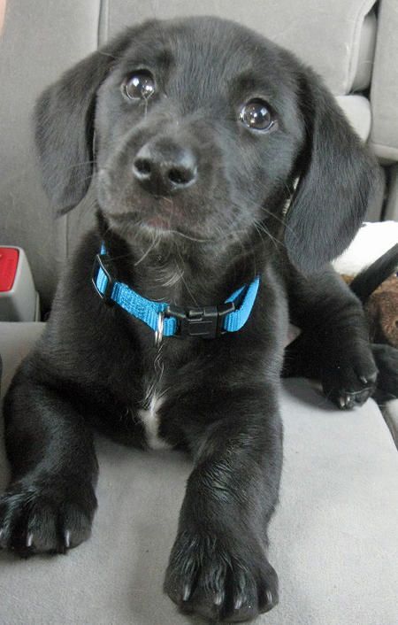 Half Golden Retriever Half Wiener Dog For Sale Half Golden Retriever Half Wiener Dog For Sale