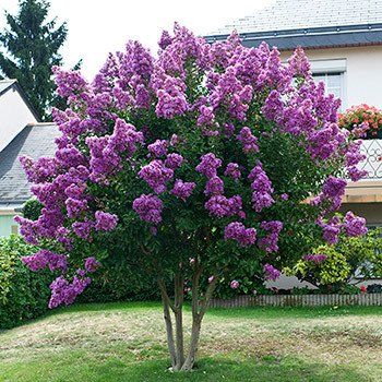 Best 25 Purple Flowering Tree Ideas On Pinterest Ground Catawba E Myrtle Purple Flowering Treeflowering Treessmall