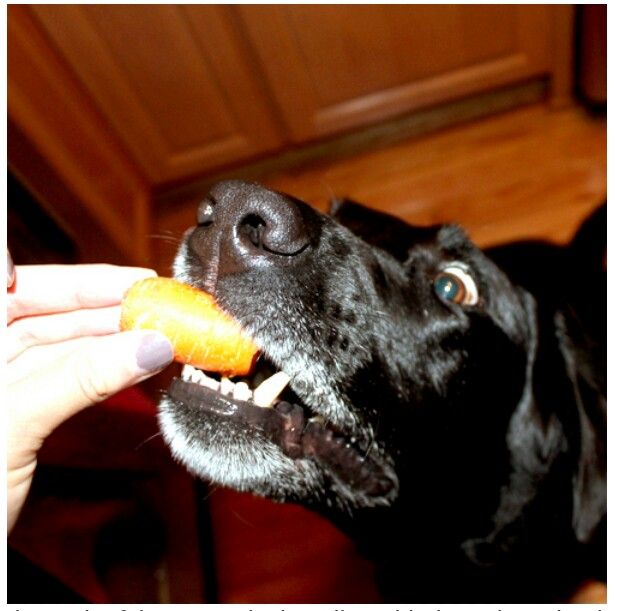 Can You Give Dogs Cooked Oatmeal Can You Give Dogs Cooked Oatmeal