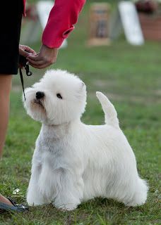 Dog Grooming Glenhaven Dog Grooming Glenhaven