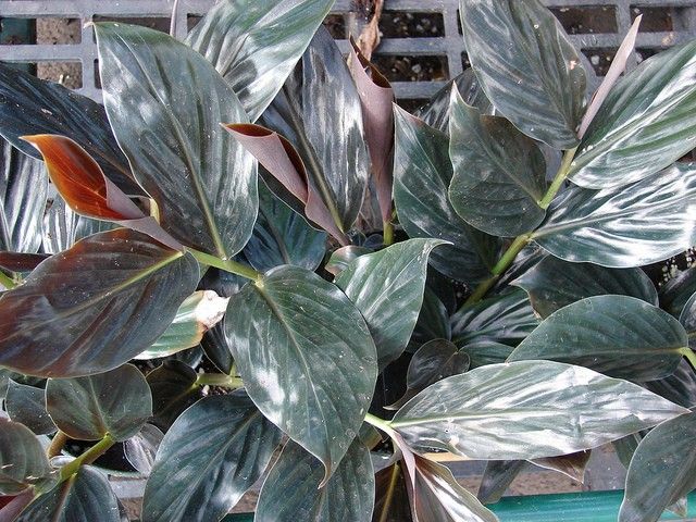 Pin On Gardening