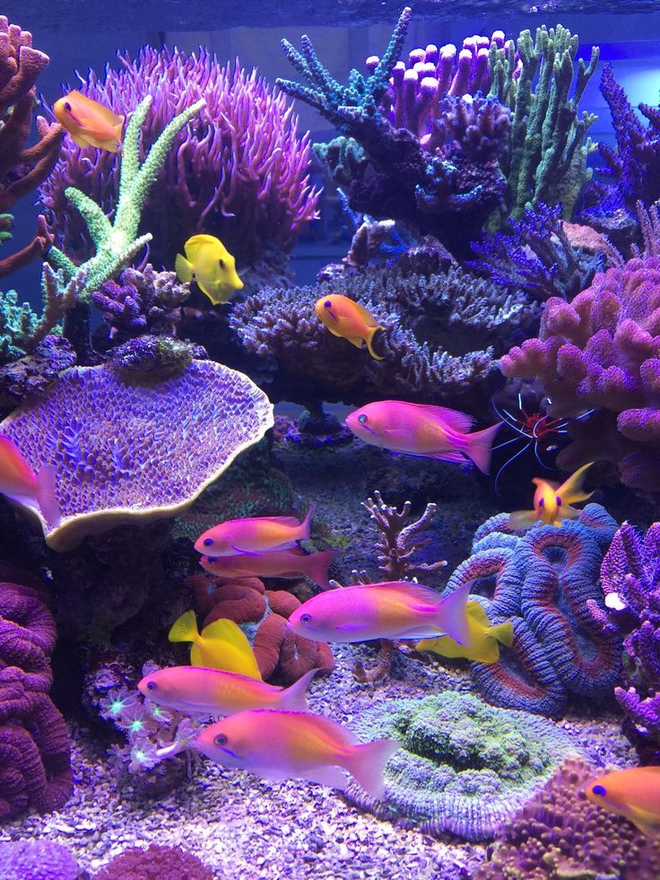 #aquarium #aquarium #aquarium #reefroom #buyers #studio - #aquarium #
