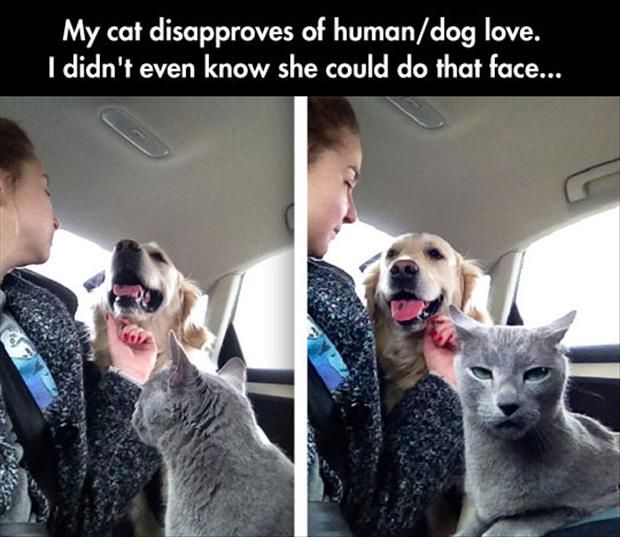Cat Doesn T Approve Of Human Dog Love Cat Doesn T Approve Of Human Dog Love