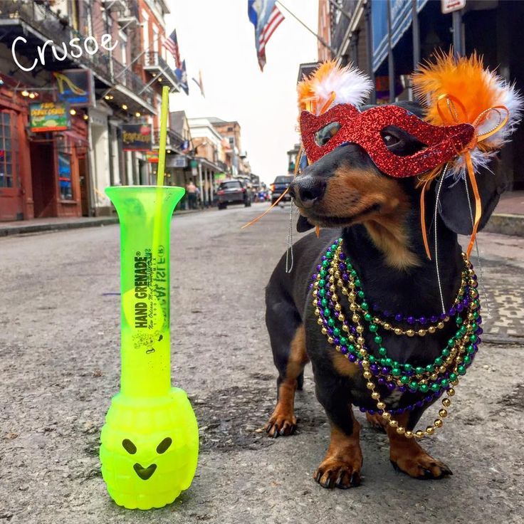 Pin By Joann Peterson On Doxins Crusoe The Celebrity Dachshund