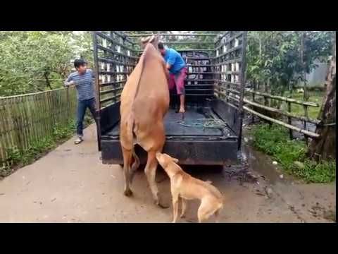 SAPI Naik Mobil - YouTube | Horses, Animals, Dogs