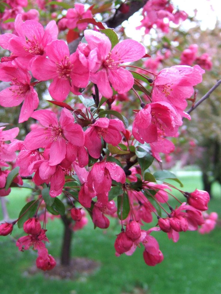crab apple color crab apple color